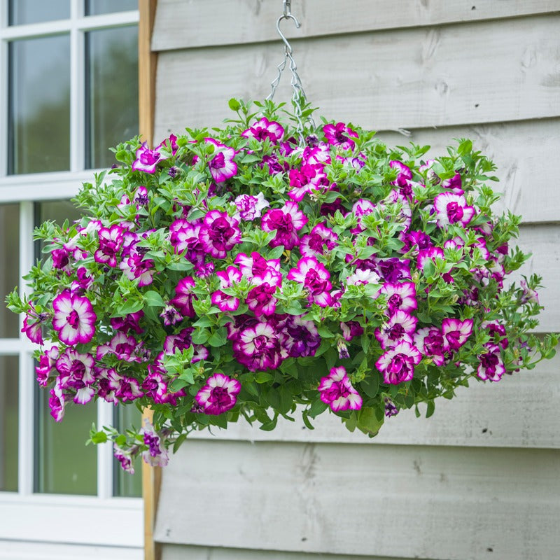 Petunia Tumbelina Nicola Flower Plants