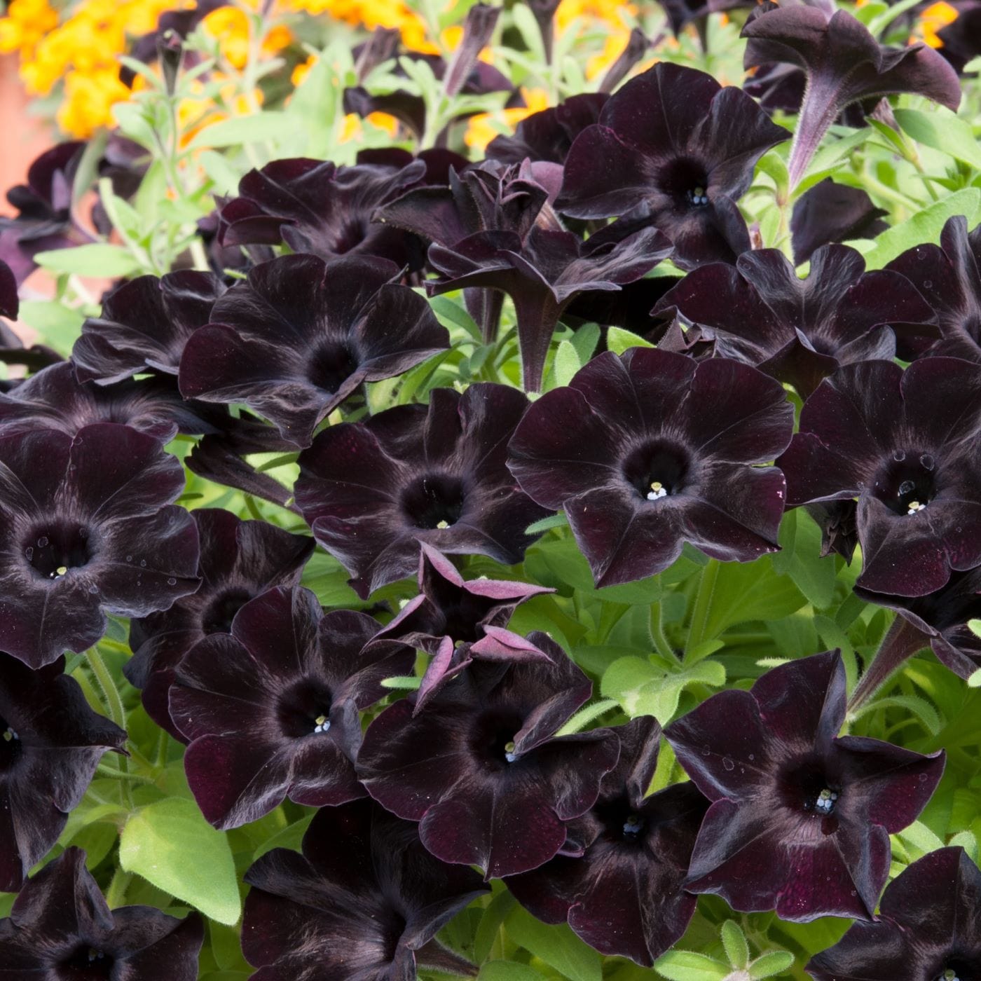 15 x Young Plant Petunia Black Velvet Plants