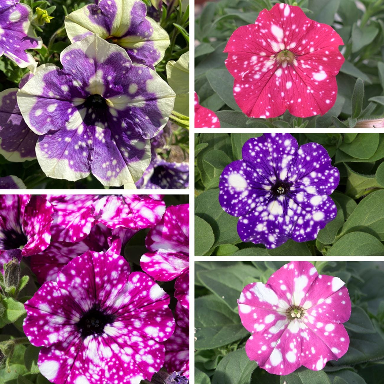 5 x Young Plants, 1 of each variety Petunia Sparkling Sky Plants