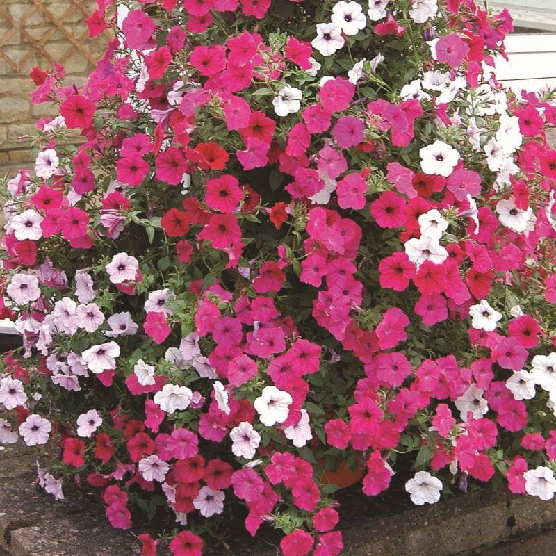 Petunia Tidal Wave F1 Plants