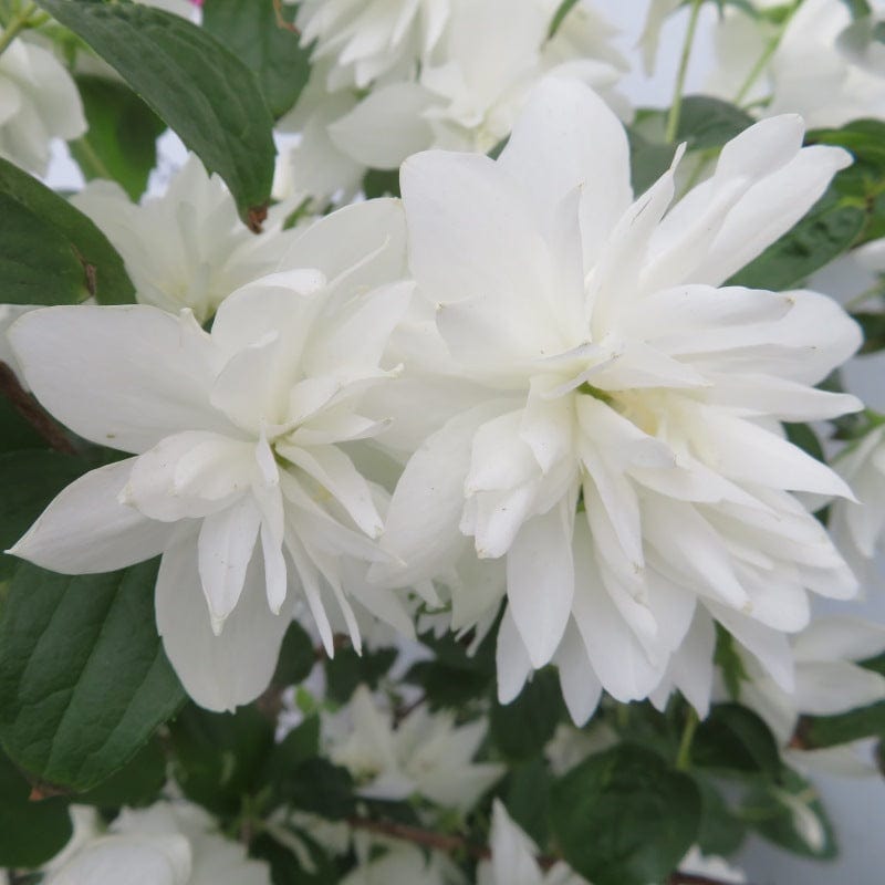 Philadelphus Frosty Morn Shrub Plants