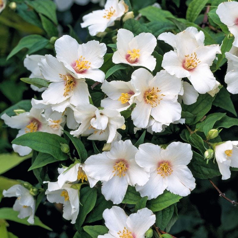 3 x 9cm Potted Plant Philadelphus Belle Etiole Shrub Plants