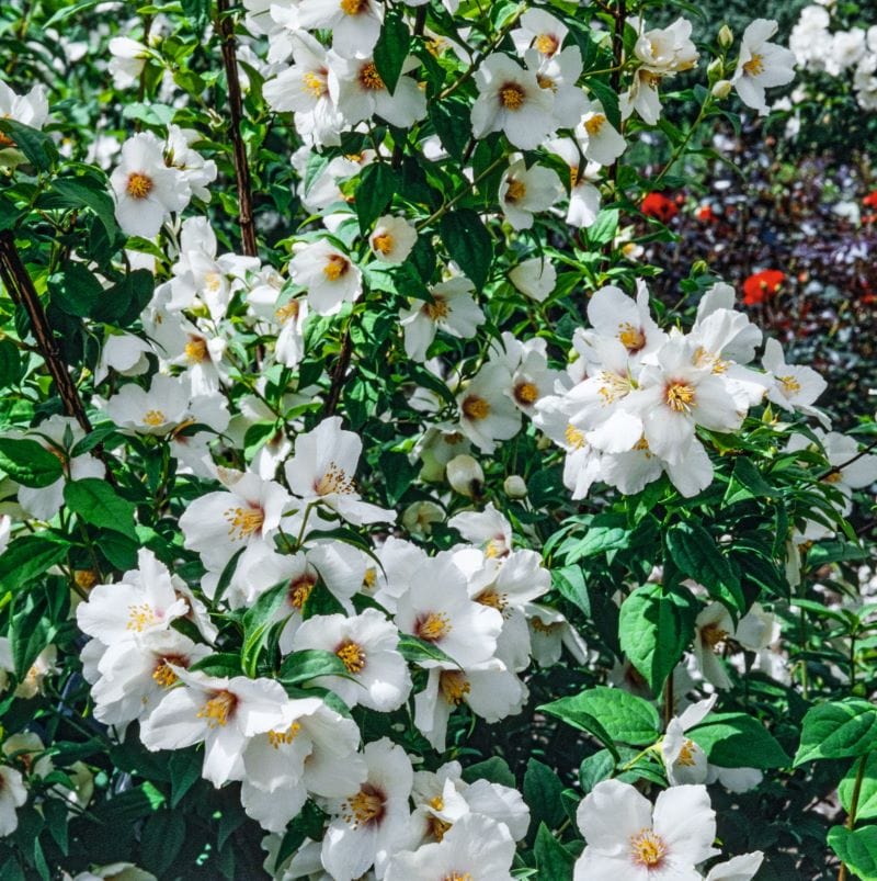 Philadelphus Belle Etiole Shrub Plants