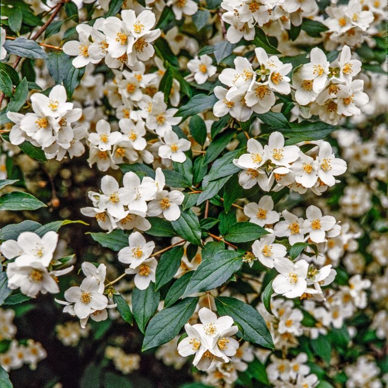 1 x 9cm Potted Plant Philadelphus Dame Blanche Shrub Plants