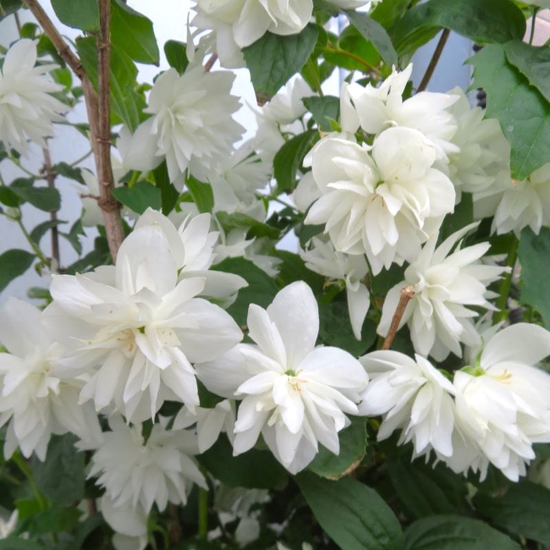 3 x 9cm Potted Plant Philadelphus Frosty Morn Shrub Plants