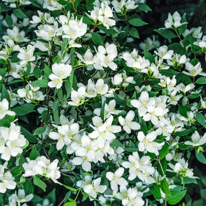 1 x 9cm Potted Plant Philadelphus lemoinei Shrub Plants