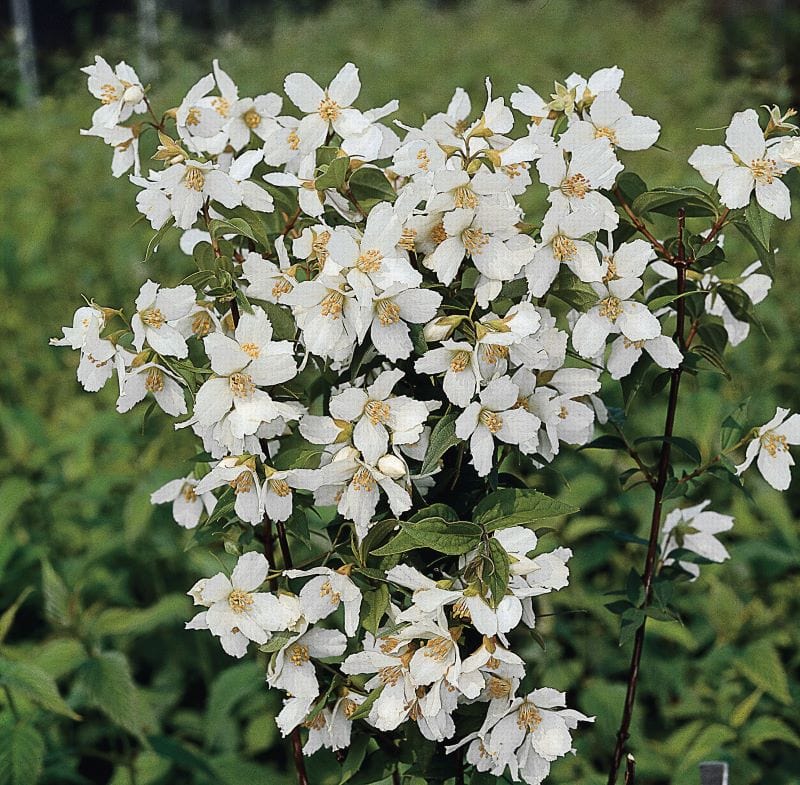 Philadelphus lemoinei Shrub Plants