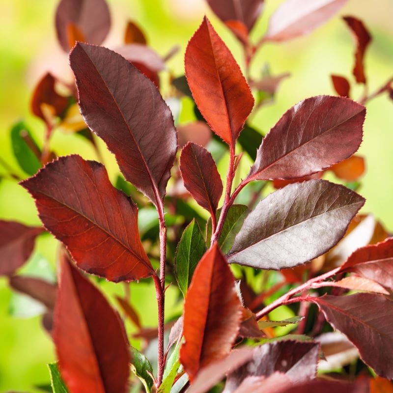 Photinia Red Robin