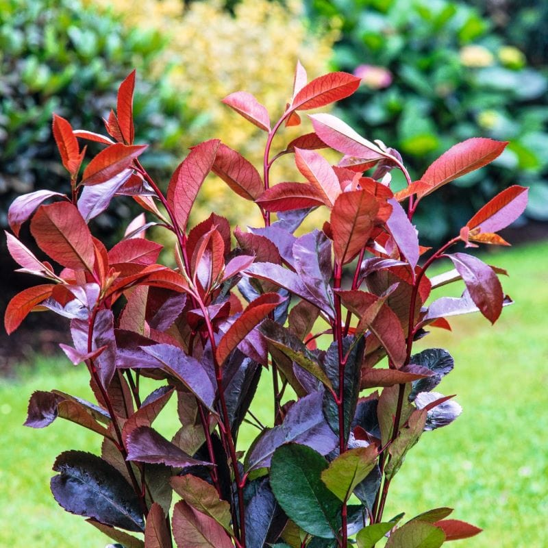 1 x 3 Litre Potted Plant Photinia Red Robin