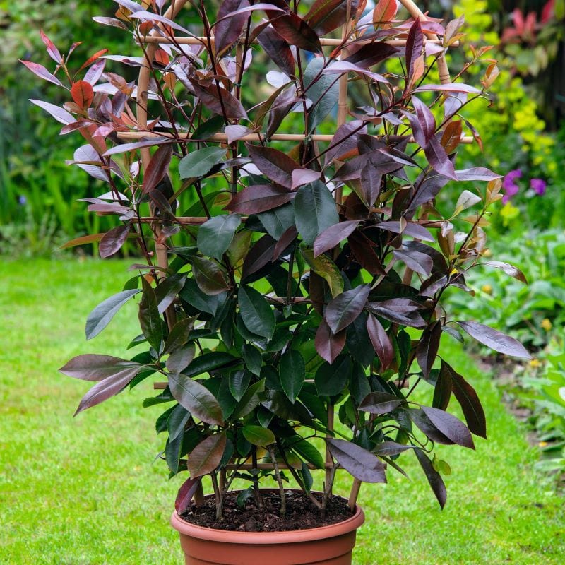 Photinia Red Robin