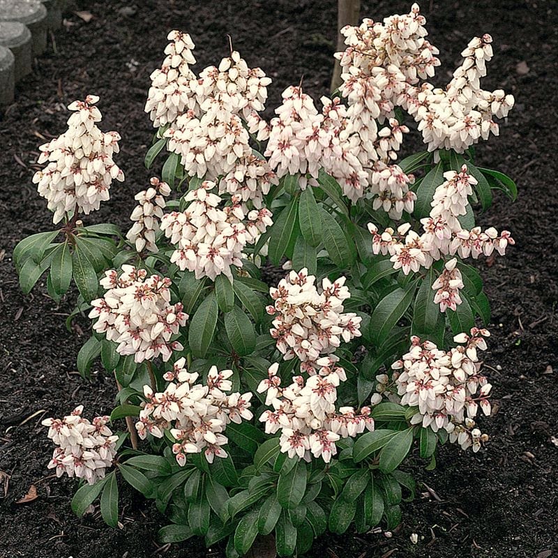 Pieris japonica Bonfire Shrub Plants