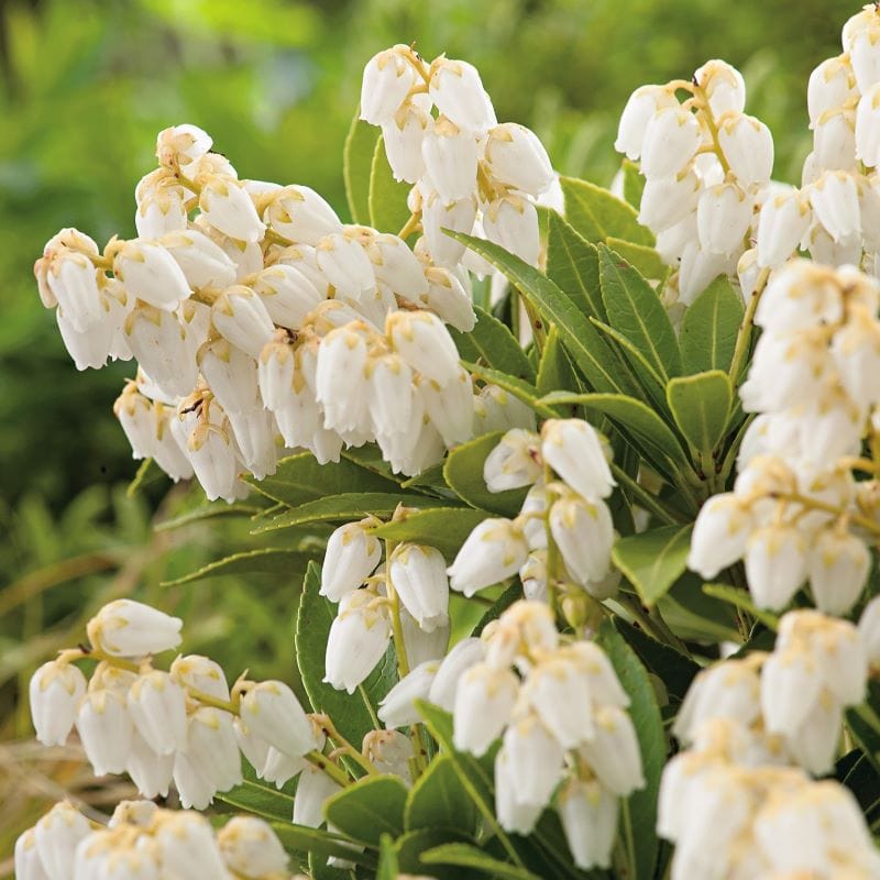 Pieris japonica Prelude Shrub Plants