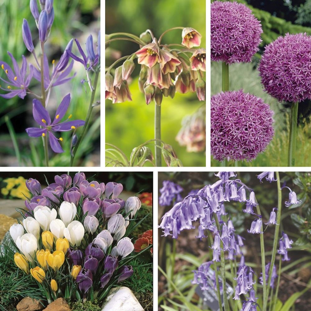 Pollinator Friendly Bulb Collection