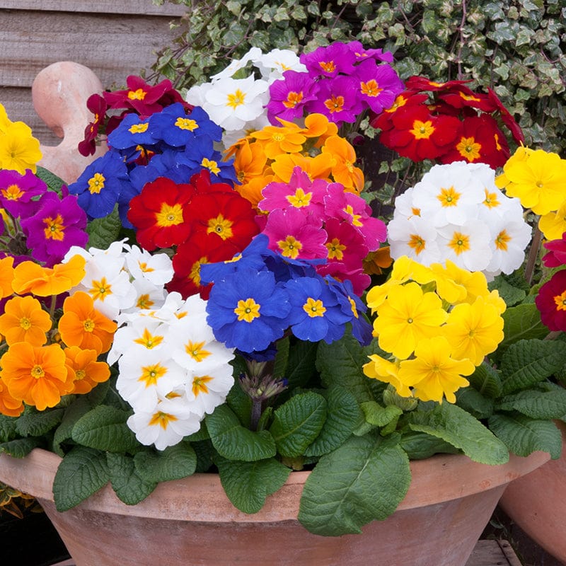 2x 30 garden ready plants Polyanthus Crescendo Mixed F1 Plants