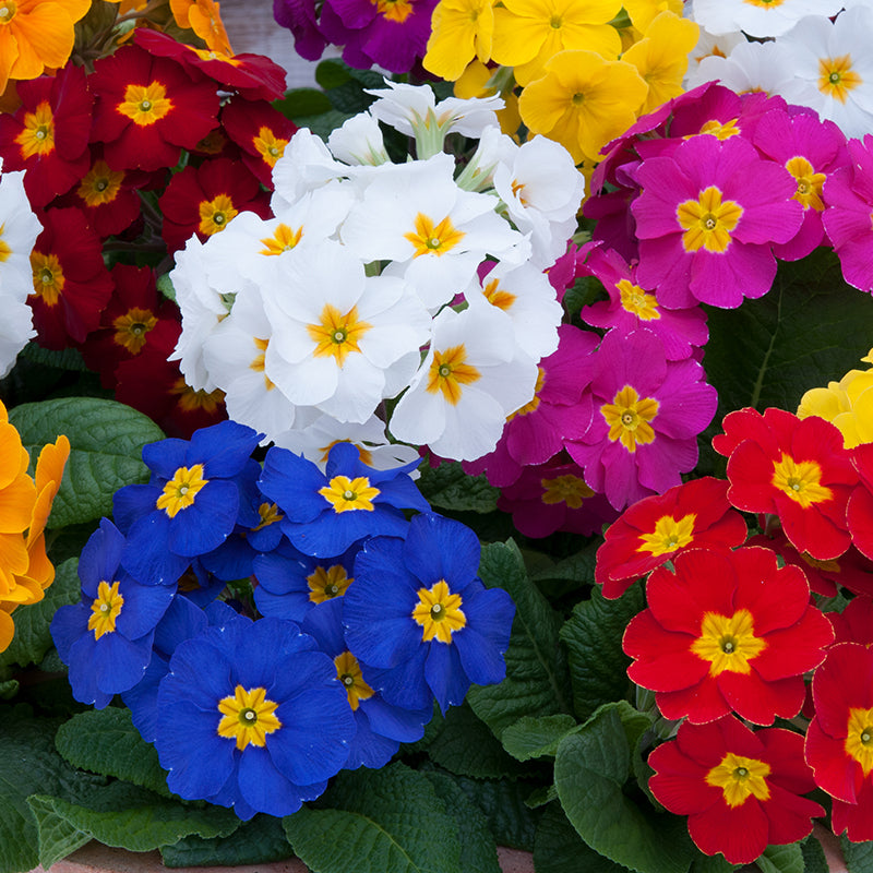 Polyanthus Crescendo Mixed F1 Flower Plants