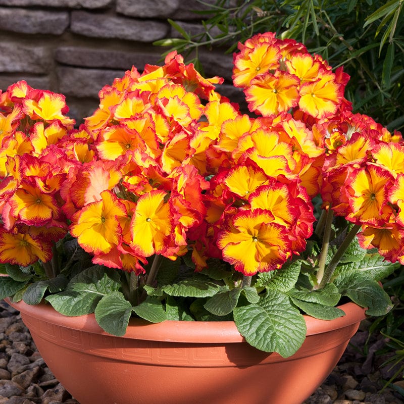 Polyanthus Showstopper Fire Dragon F1 Plants