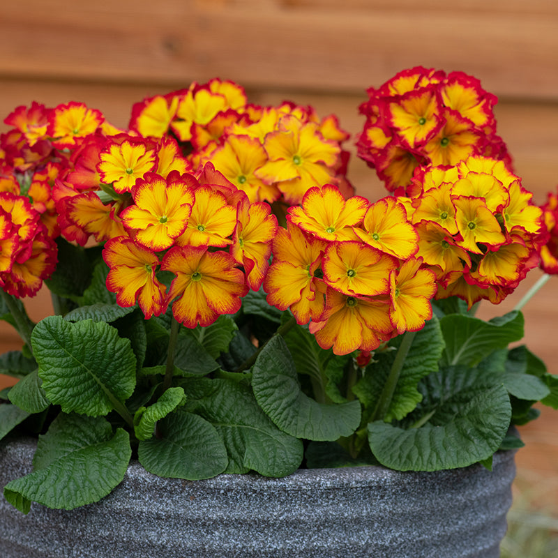 Polyanthus Showstopper Fire Dragon F1 Plants