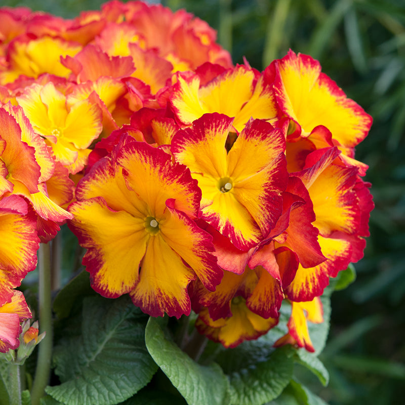 Polyanthus Showstopper Fire Dragon F1 Plants