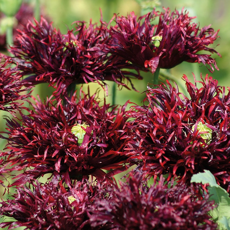 Close-up of dark red flowers with green leaves on a blurred natural background