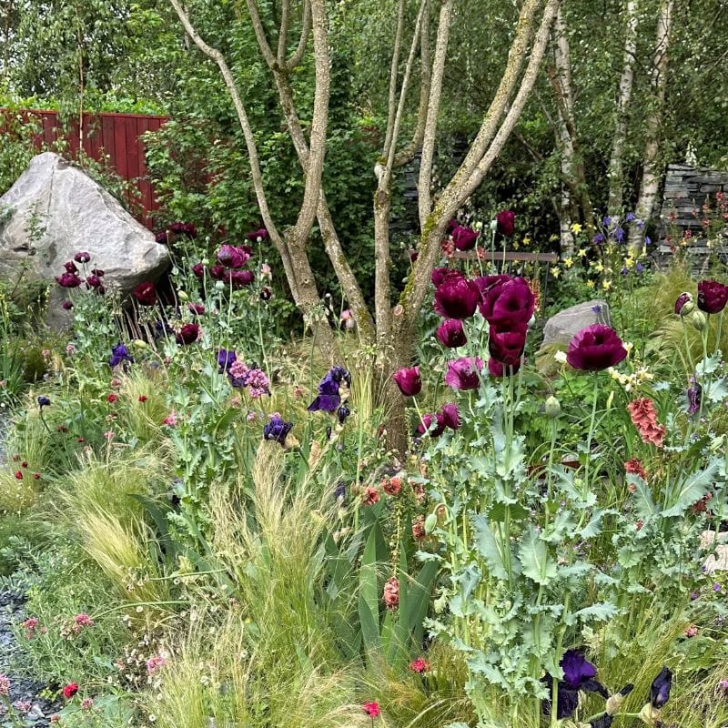 Poppy Laurens Grape Seeds