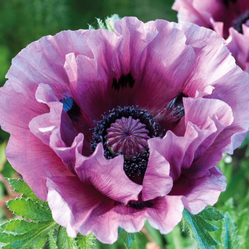 1 x bare root plants Poppy (Papaver orientalis) Patty's Plum