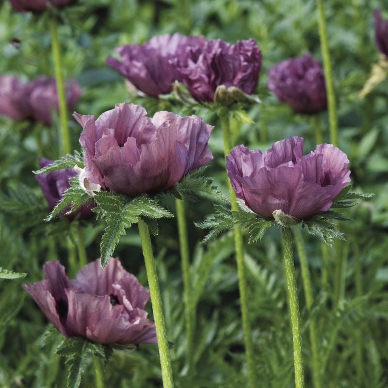 Poppy (Papaver orientalis) Patty's Plum