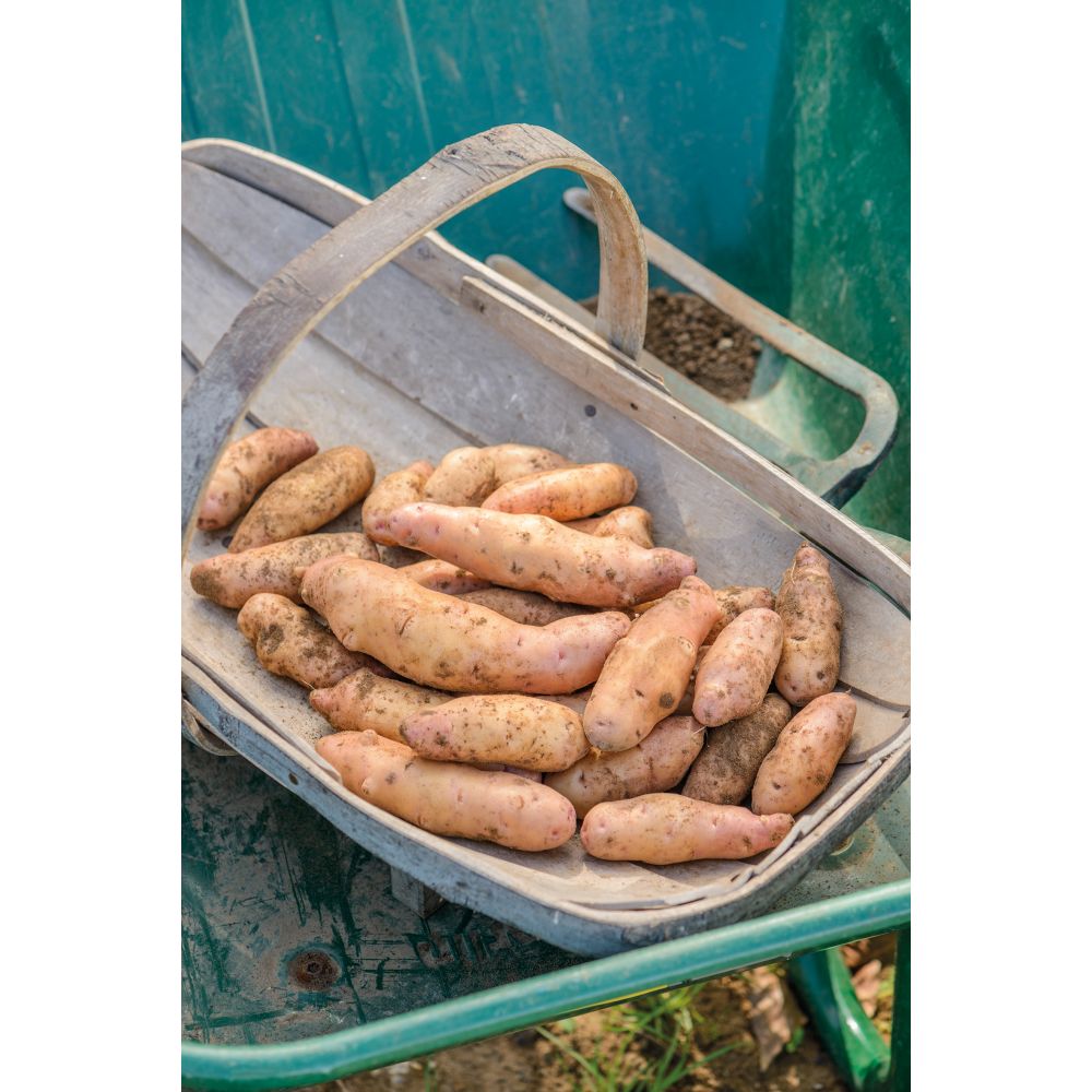 Potato Pink Fir Apple (Late Maincrop Seed Potato)