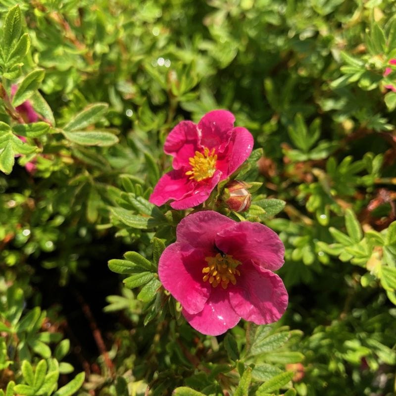 Potentilla Bella Rosa