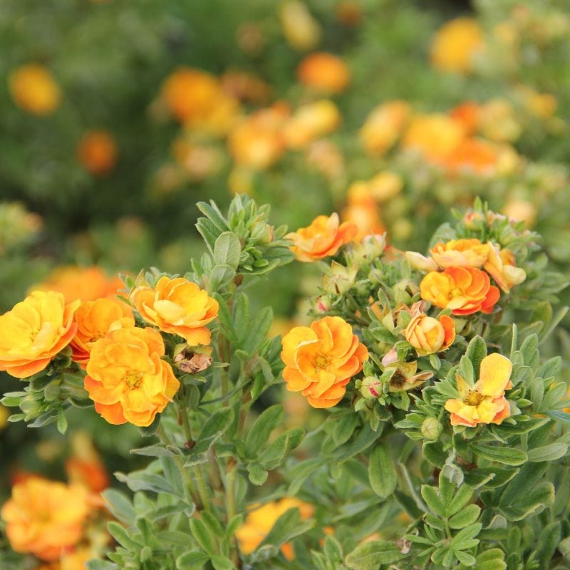 Potentilla Marmalade