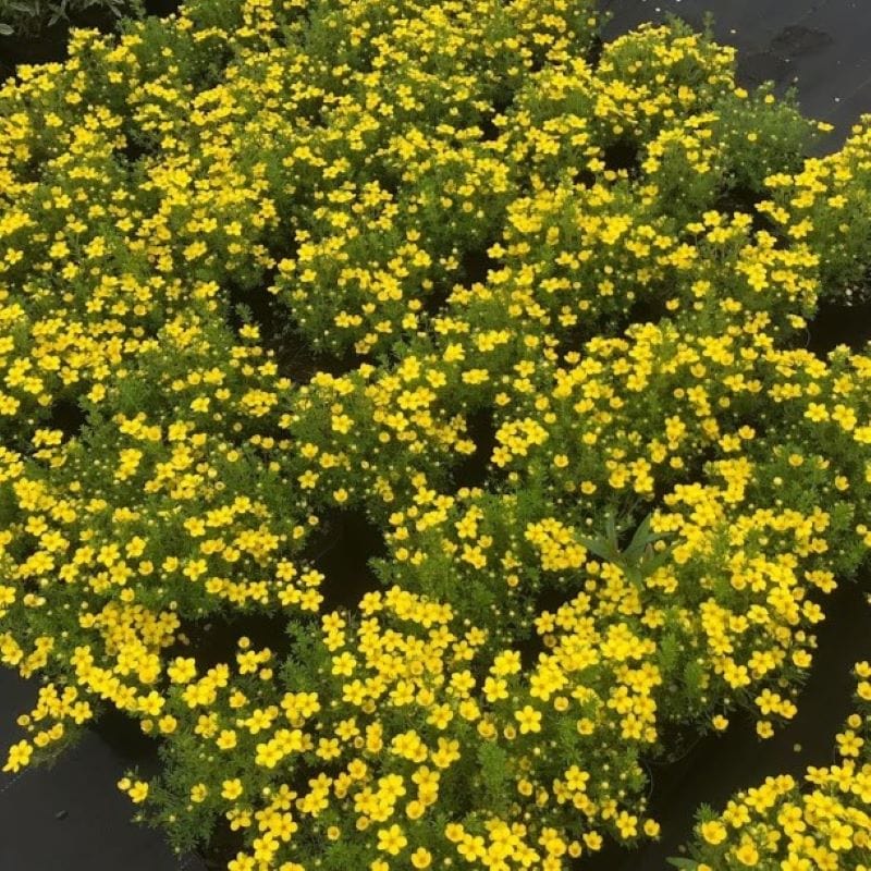 3 x 9cm Potted Plants Potentilla fruticosa Bella Lindsey Shrub Plants