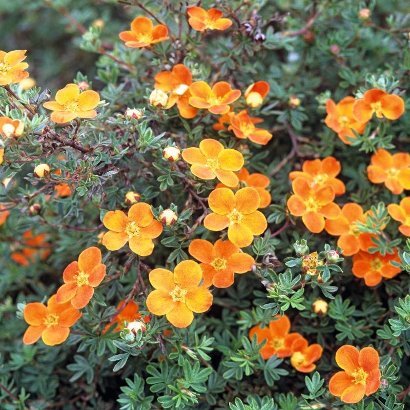 3 x 9cm Potted Plants Potentilla fruticosa Hopley's Orange Shrub Plants