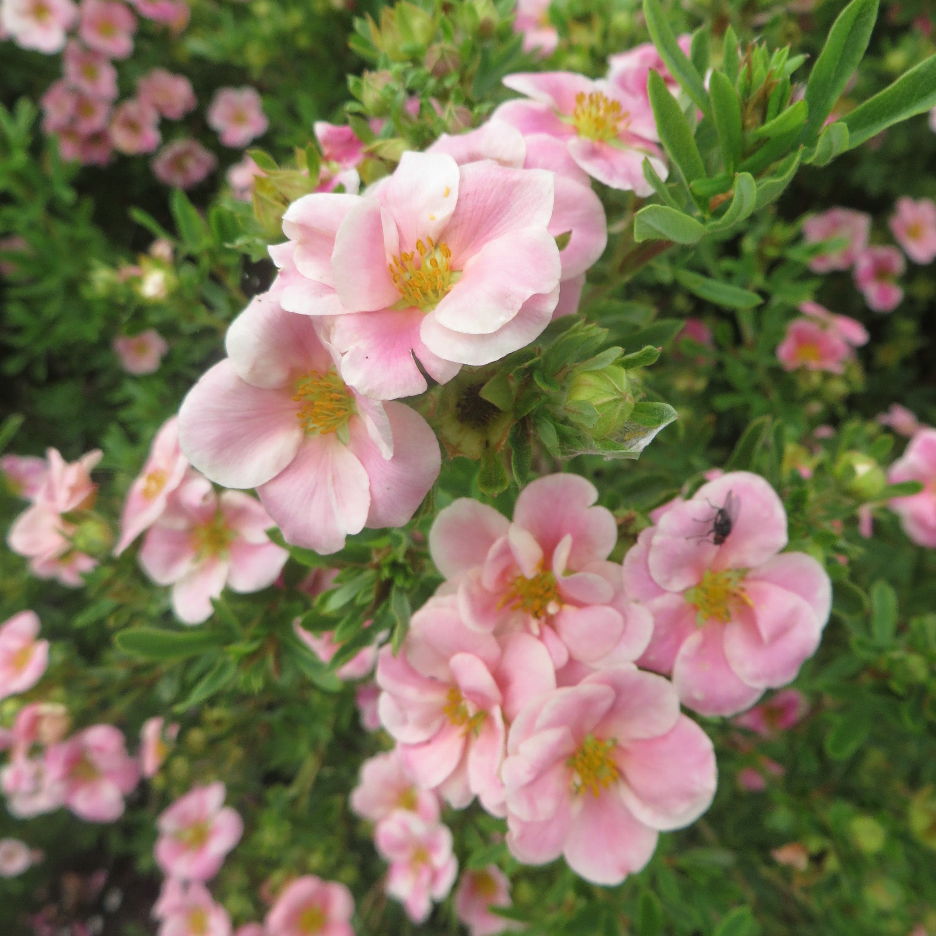 Potentilla fruticosa Pink Whisper Shrub Plants