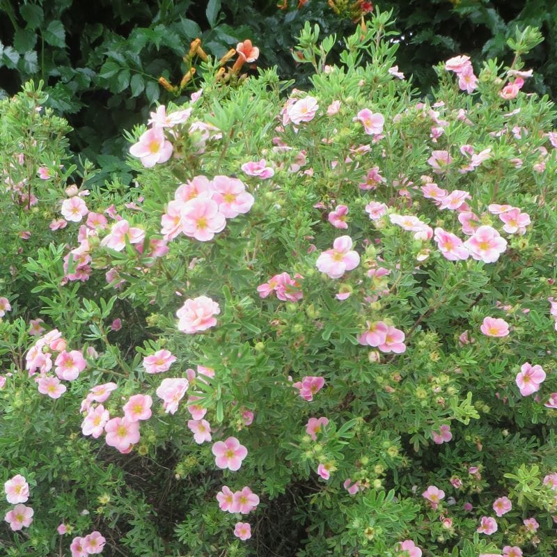 1 x 9cm Potted Plant Potentilla fruticosa Pink Whisper Shrub Plants