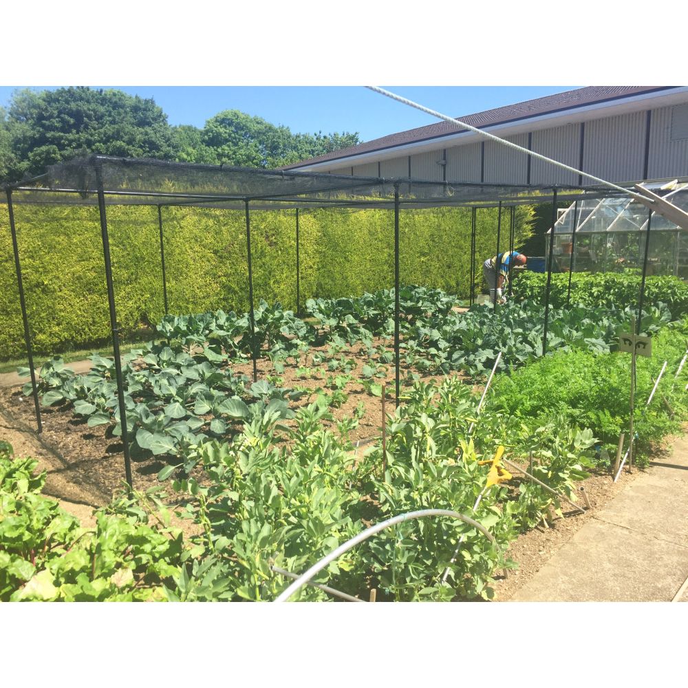 Vegetable garden with a person working inside a protective netting structure.