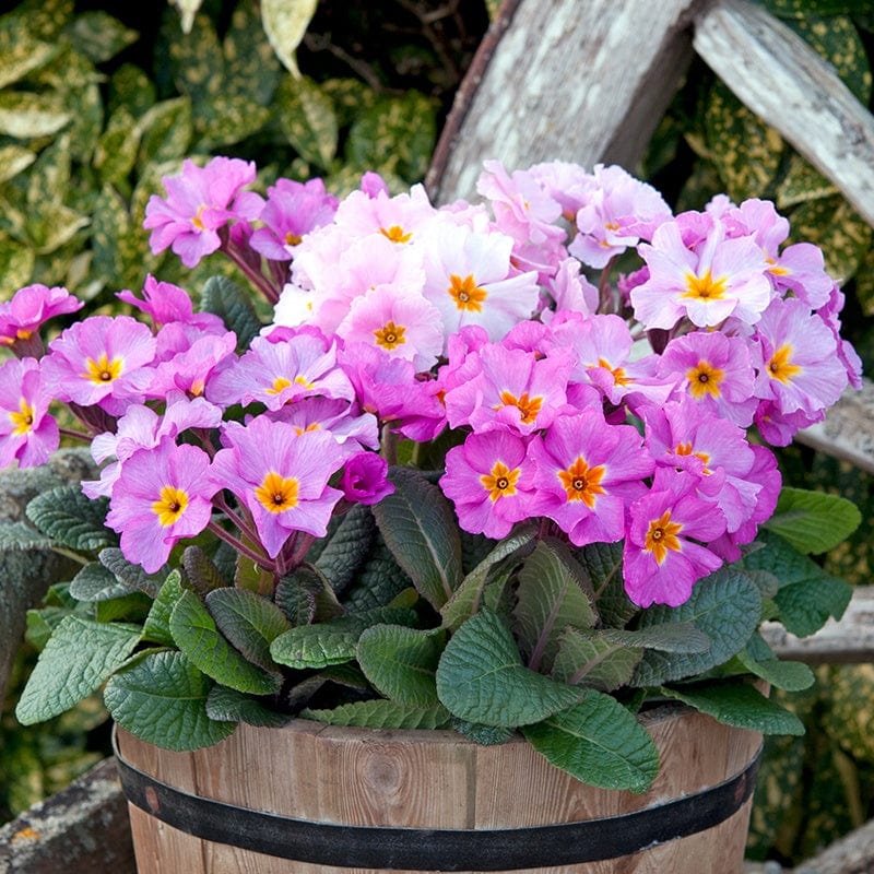 Primula Stella Pink Champagne Flower Plants