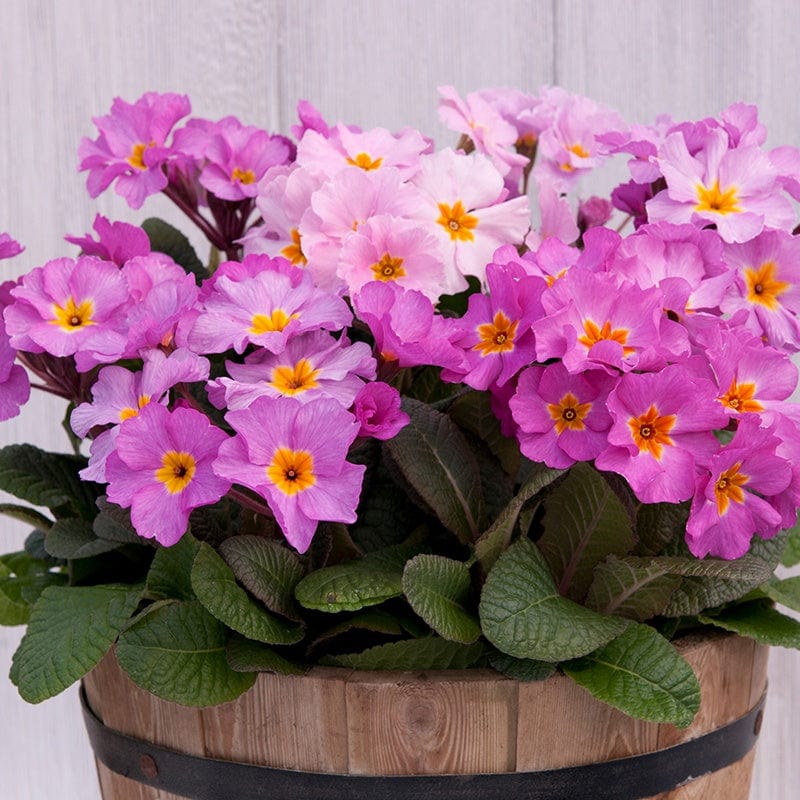 Primula Stella Pink Champagne Flower Plants