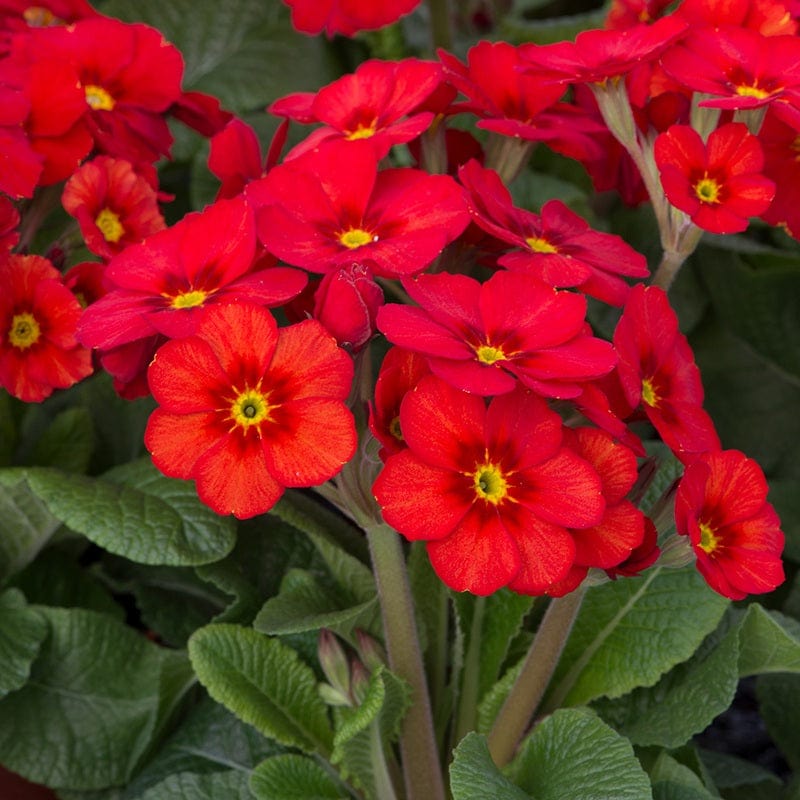 Primula Stella Scarlet Pimpernel Flower Plants