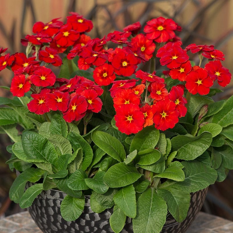 Primula Stella Scarlet Pimpernel Flower Plants