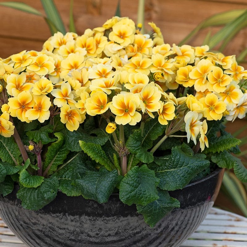 Primula Stella Sunshine Flower Plants