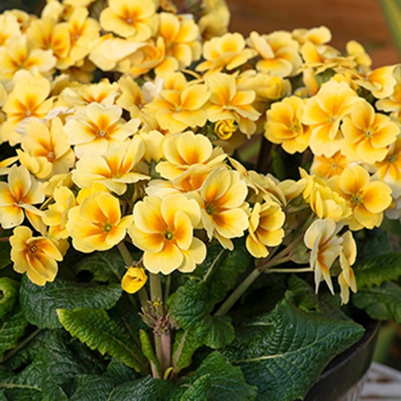 Primula Stella Sunshine Flower Plants