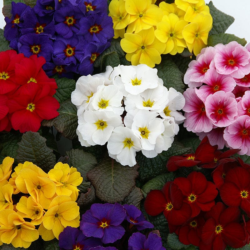 2x 30 garden ready plants Primula Wanda XP Mix Flower Plants