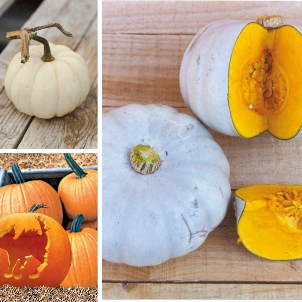Pumpkin Veg Plant Collection