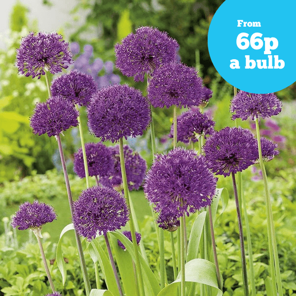 Allium Purple Sensation Bulbs
