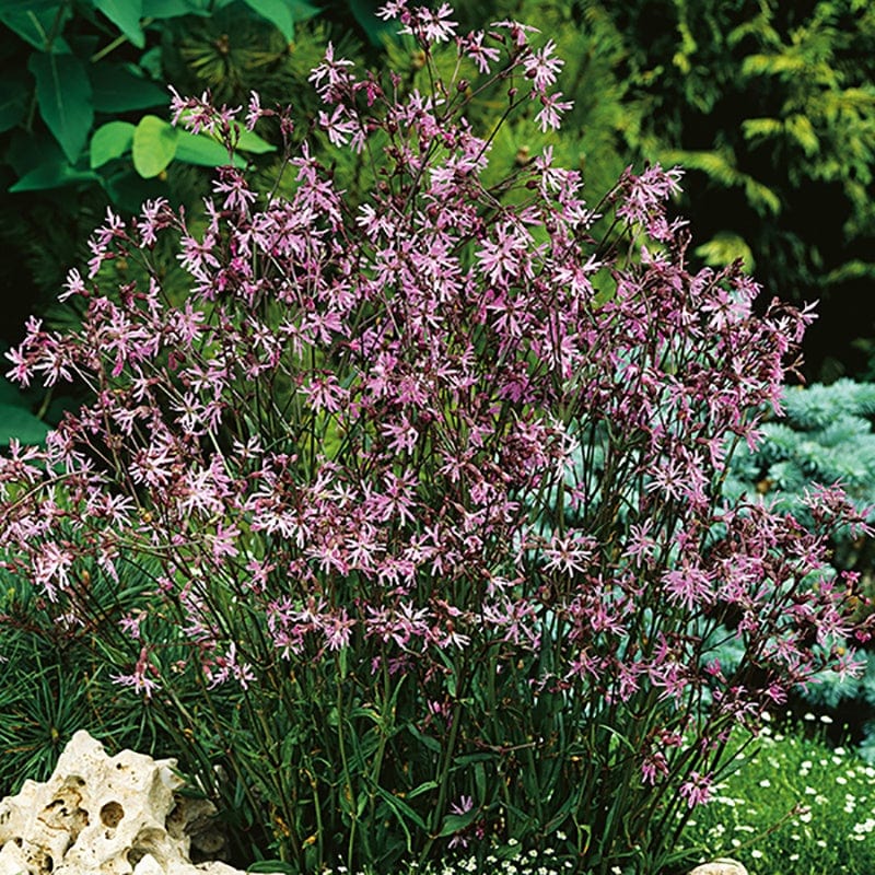 5 Young Plants Ragged Robin Flower Plants