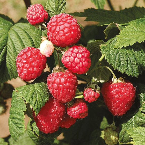 Raspberry Octavia Fruit Plants (Floricane)