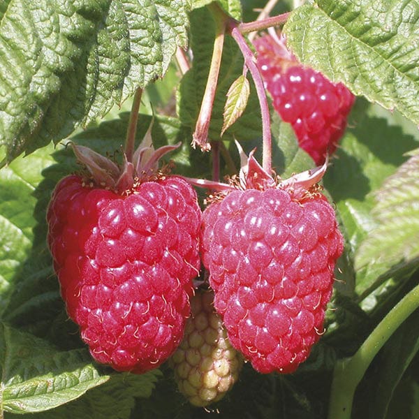 Raspberry Cascade Delight Fruit Canes (Floricane)