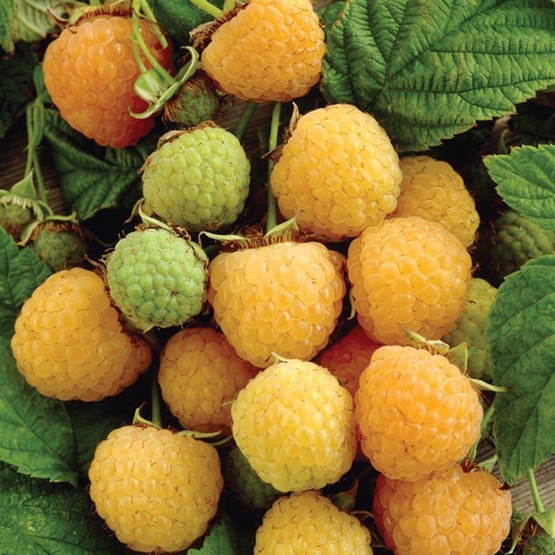 Raspberry Allgold Plant