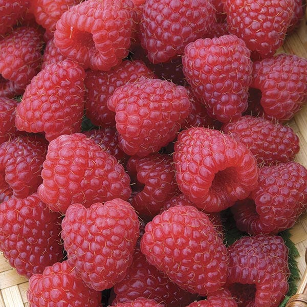 Raspberry Polka AGM Fruit Canes (Primocane)