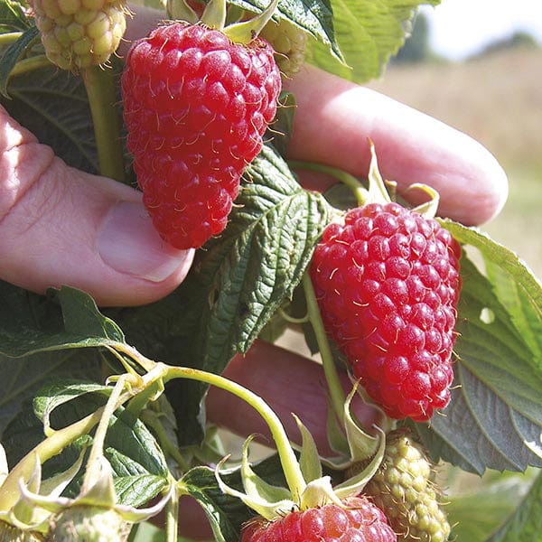 Raspberry Autumn Treasure Fruit Canes (Primocane)