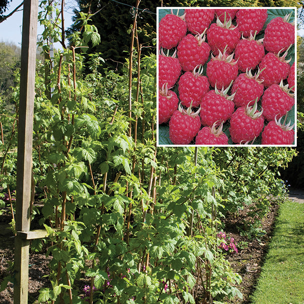 Raspberry Glen Ample AGM Fruit Canes (Floricane)